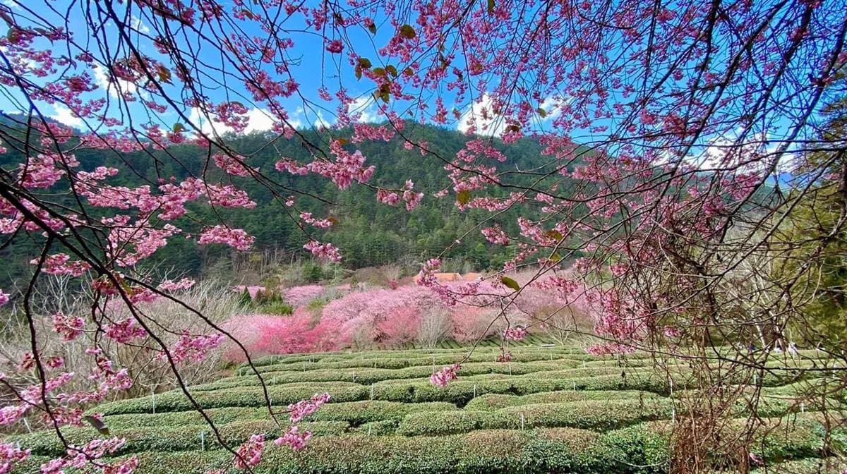 武陵農場櫻花季:2026開花時間、門票交通資訊|武陵賞花攻略 武陵農場櫻花季:2026開花時間、門票交通資訊|武陵賞花攻略