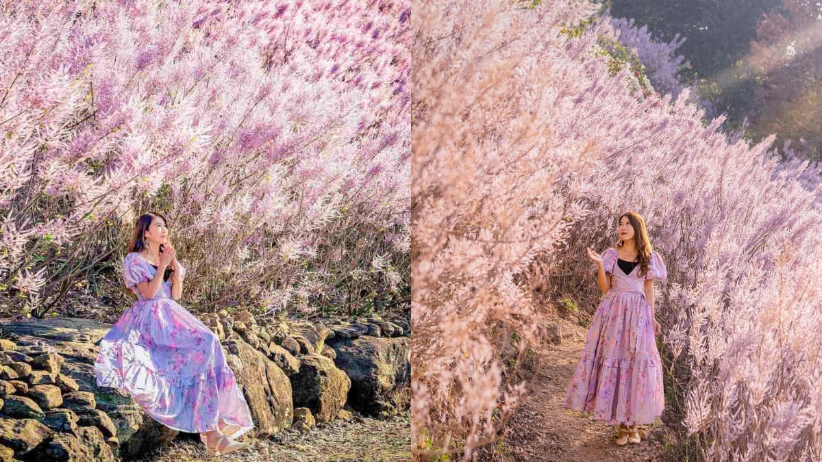全台最美「粉紅麝香木」祕境開放了!拍爆6000坪夢幻花海,門票只要100元