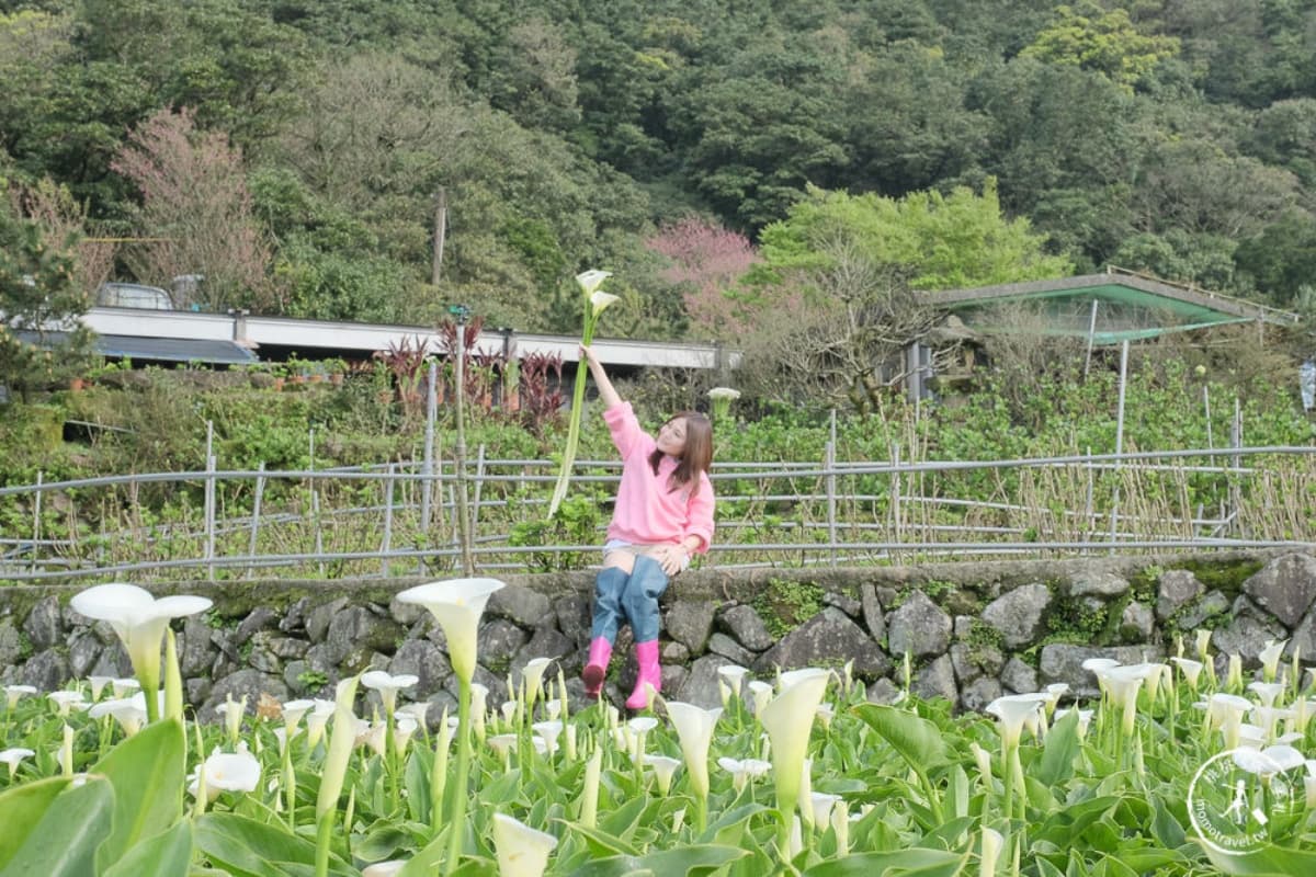 2026竹子湖海芋季賞花攻略!走海芋步道、吃陽明山土雞,導覽與管制時段一次看 2026竹子湖海芋季賞花攻略!走海芋步道、吃陽明山土雞,導覽與管制時段一次看