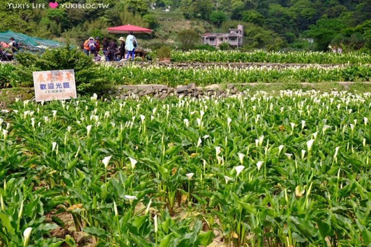 2026竹子湖海芋季賞花攻略!走海芋步道、吃陽明山土雞,導覽與管制時段一次看 2026竹子湖海芋季賞花攻略!走海芋步道、吃陽明山土雞,導覽與管制時段一次看