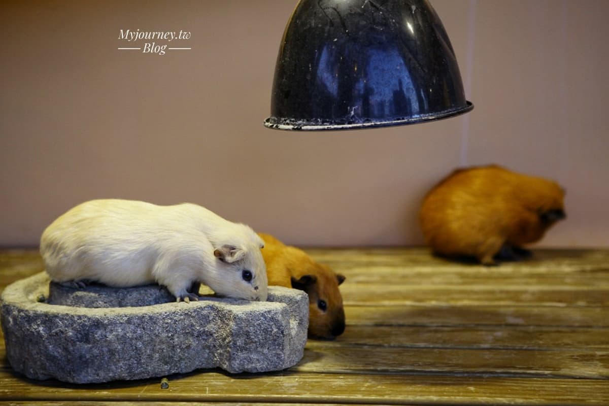 白天看動物、晚上看無敵夜景!網友激推中部親子景點,互動超萌水豚、笑笑羊 白天看動物、晚上看無敵夜景!網友激推中部親子景點,互動超萌水豚、笑笑羊