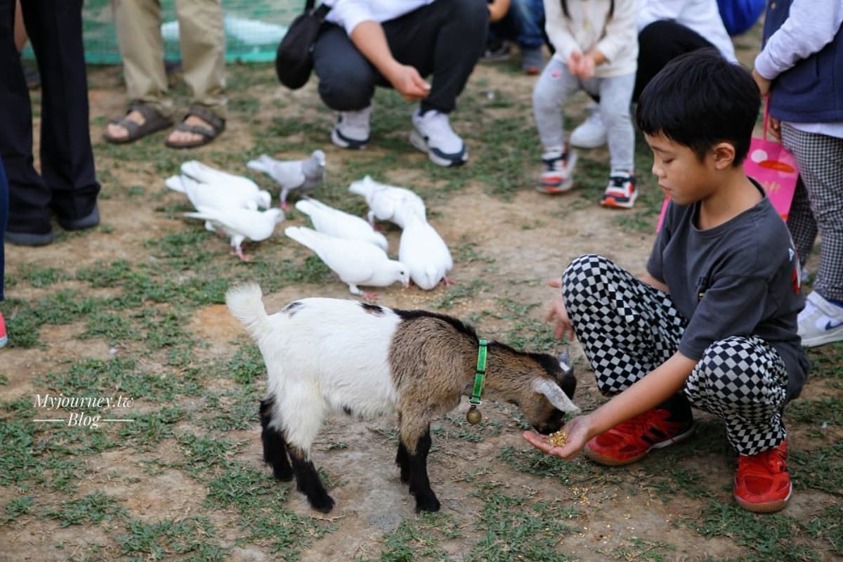 白天看動物、晚上看無敵夜景!網友激推中部親子景點,互動超萌水豚、笑笑羊 白天看動物、晚上看無敵夜景!網友激推中部親子景點,互動超萌水豚、笑笑羊