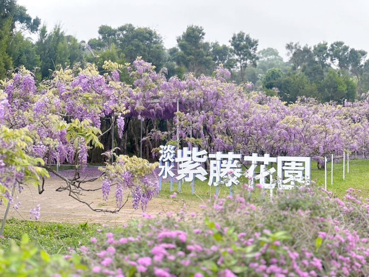 全台最大「夢幻紫藤花園」在新北!3月這天開放入園,加碼看櫻花+繡球祕境 全台最大「夢幻紫藤花園」在新北!3月這天開放入園,加碼看櫻花+繡球祕境