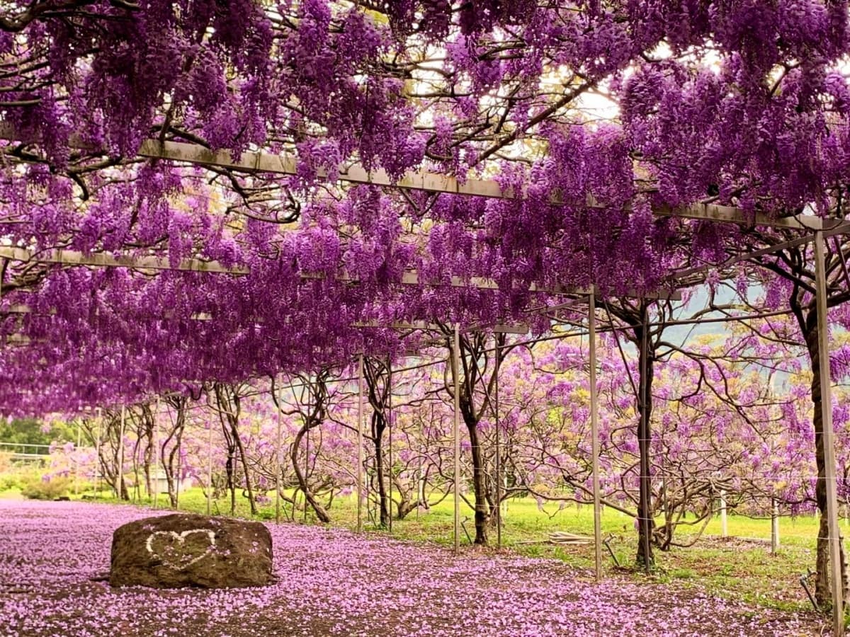 全台最大「夢幻紫藤花園」在新北!3月這天開放入園,加碼看櫻花+繡球祕境 全台最大「夢幻紫藤花園」在新北!3月這天開放入園,加碼看櫻花+繡球祕境