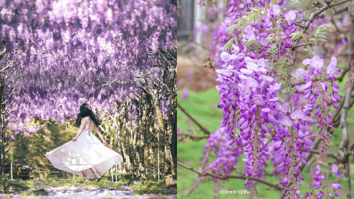 全台最大「夢幻紫藤花園」在新北!3月這天開放入園,加碼看櫻花+繡球祕境
