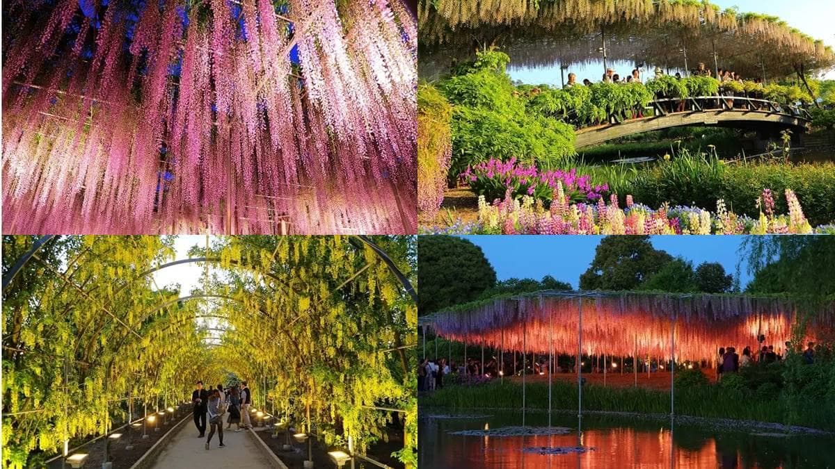 CNN認證世界之最!日本「紫藤花祕境」在這,150年「大藤紫瀑布」如阿凡達森林
