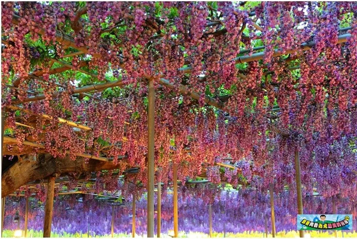 CNN認證世界之最!日本「紫藤花祕境」在這,150年「大藤紫瀑布」如阿凡達森林 CNN認證世界之最!日本「紫藤花祕境」在這,150年「大藤紫瀑布」如阿凡達森林