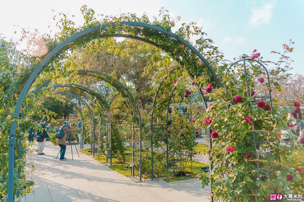 3/14情人節免費入園!全台最大「台北玫瑰展」登場,美拍世界各地800種玫瑰 3/14情人節免費入園!全台最大「台北玫瑰展」登場,美拍世界各地800種玫瑰