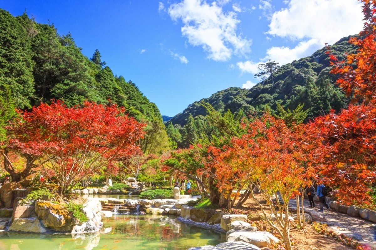 「杉林溪森林生態渡假園區」遊玩攻略:門票、花季情報、周邊景點 「杉林溪森林生態渡假園區」遊玩攻略:門票、花季情報、周邊景點