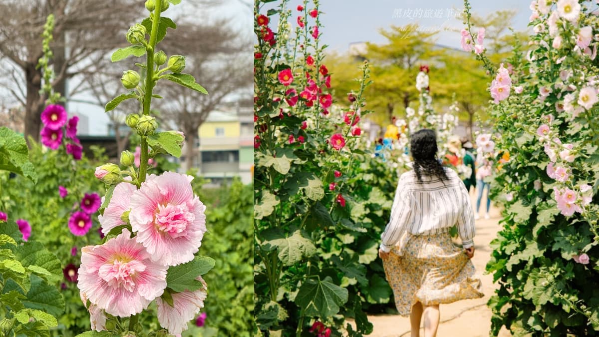 美拍2公尺高「蜀葵花迷宮」!台南學甲花海節登場,鼠尾草、向日葵花田盛開