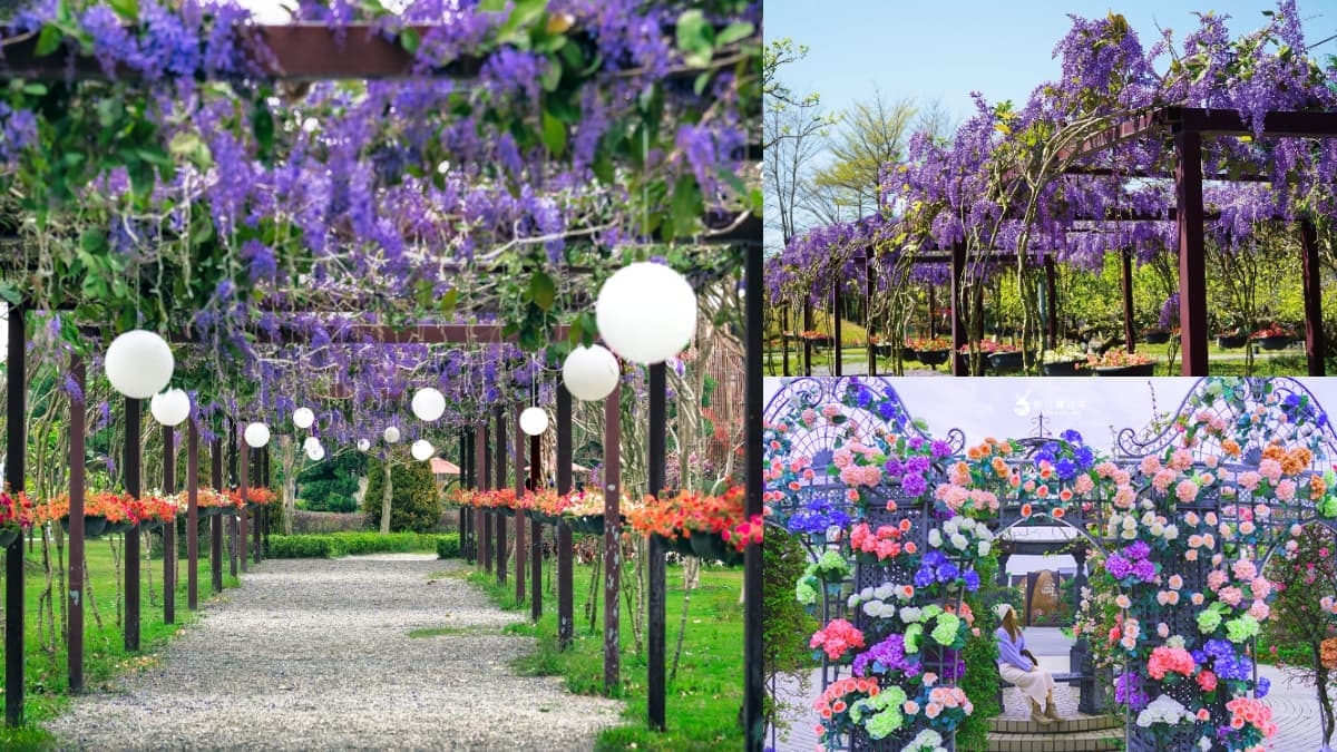 中部最美「許願藤花園」在這!超過百米紫色花廊超夢幻,連假兒童免費入園