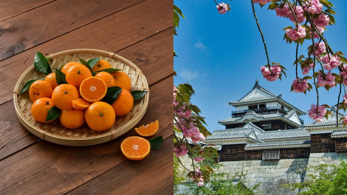 台灣直飛!日本「小眾祕境」愛媛必買13款伴手禮:蜜柑瑪德蓮、可以喝的果凍