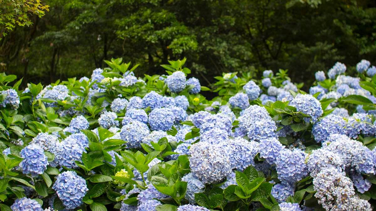 高家繡球花田-竹子湖水尾第二園區 img