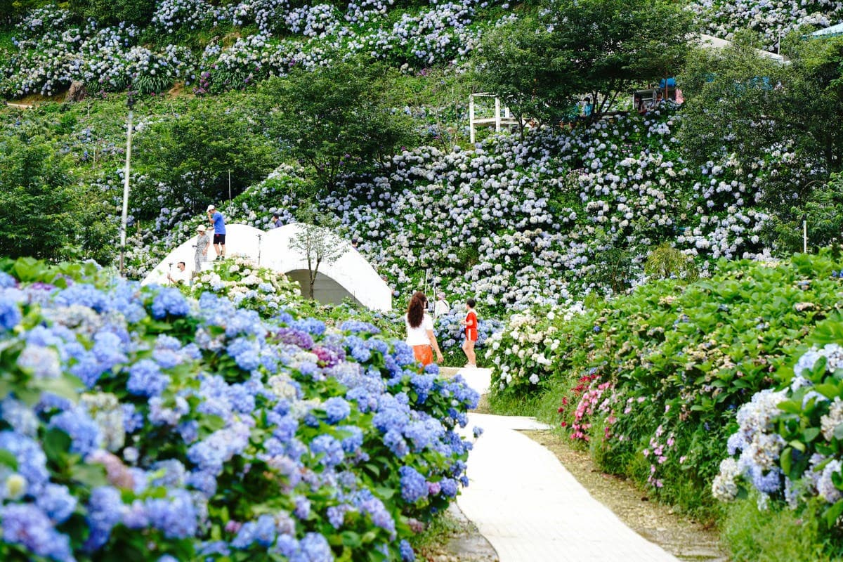 全台最大「繡球花祕境」在新北!這天起開放入園,萬坪花海美照無限拍 全台最大「繡球花祕境」在新北!這天起開放入園,萬坪花海美照無限拍