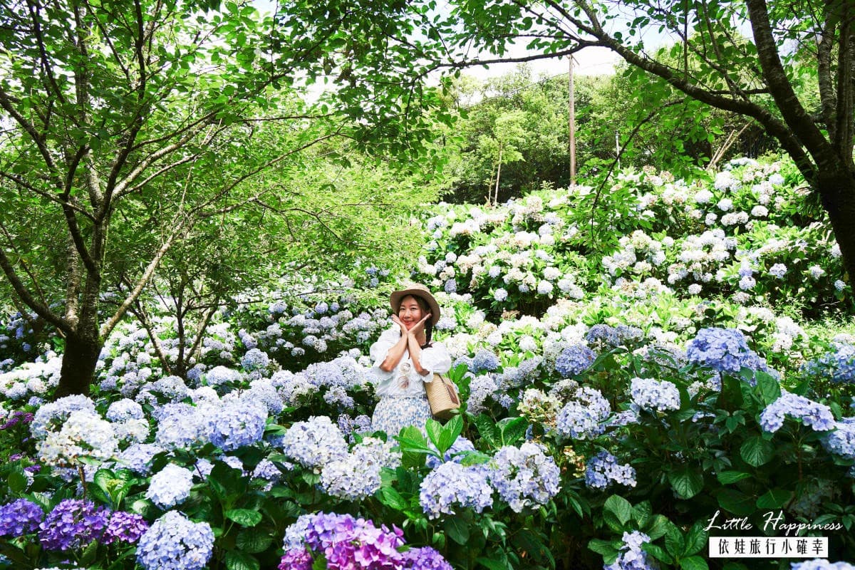 全台最大「繡球花祕境」在新北!這天起開放入園,萬坪花海美照無限拍 全台最大「繡球花祕境」在新北!這天起開放入園,萬坪花海美照無限拍