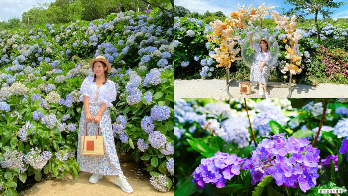 全台最大「繡球花祕境」在新北!這天起開放入園,萬坪花海美照無限拍
