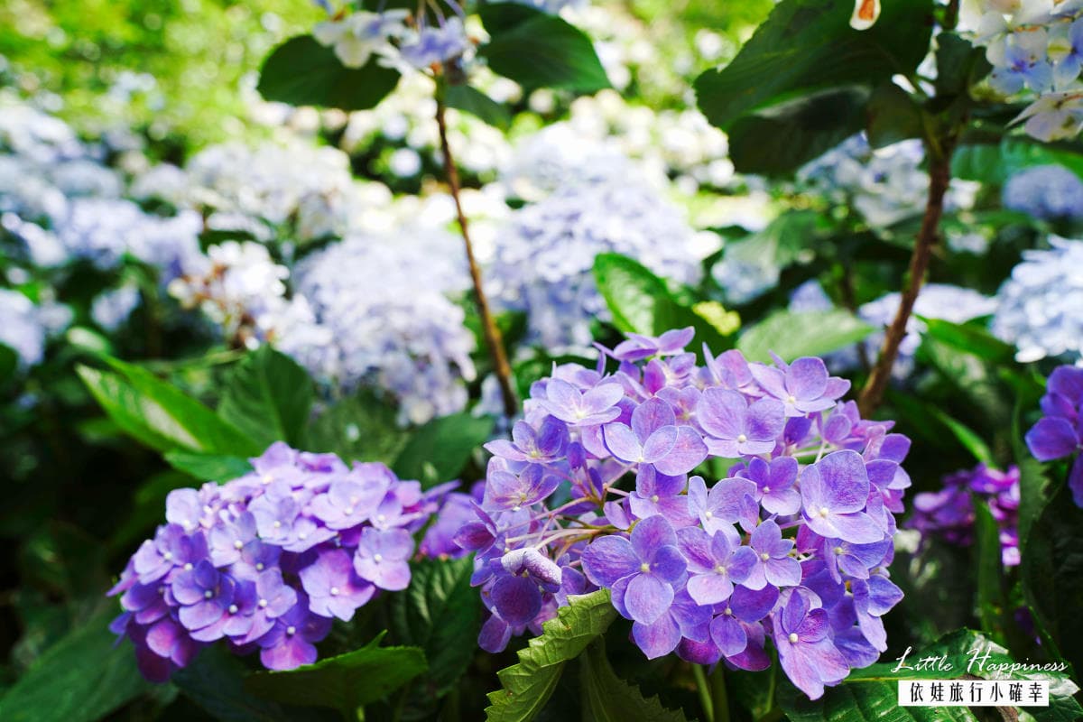 全台最大「繡球花祕境」在新北!這天起開放入園,萬坪花海美照無限拍 全台最大「繡球花祕境」在新北!這天起開放入園,萬坪花海美照無限拍