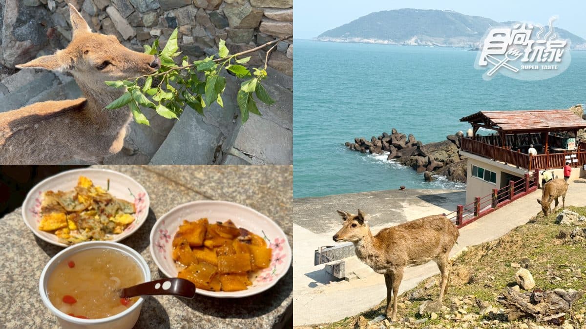 50元零距離餵小鹿!大坵島「台版小奈良」200隻梅花鹿,還能順遊「龍貓隧道」