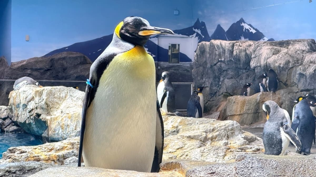 長崎企鵝水族館 img
