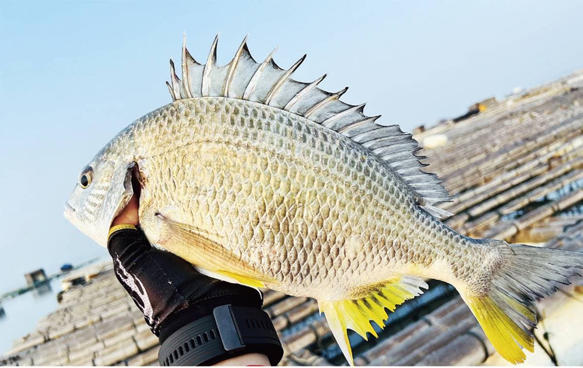 閩南人最愛!號稱「最好吃的變性魚」,野生、養殖價差大當心別上當 閩南人最愛!號稱「最好吃的變性魚」,野生、養殖價差大當心別上當