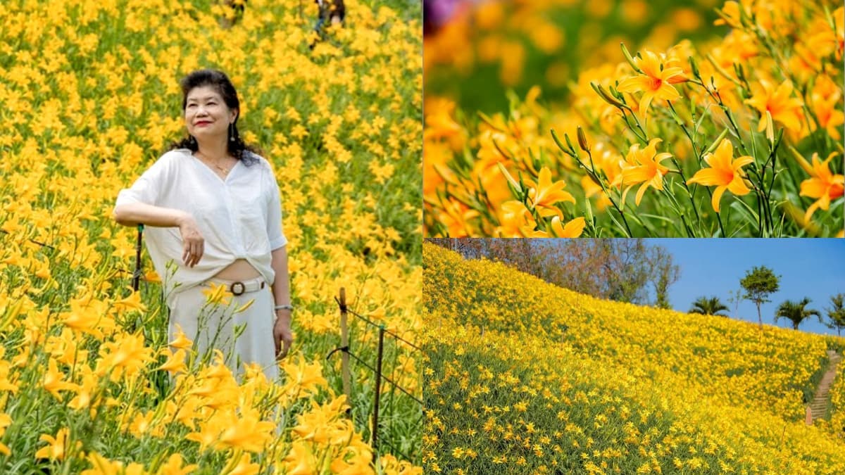 免衝花東!30萬株「金針花海」免費拍,花況歷年最美、全台最早開的金針花