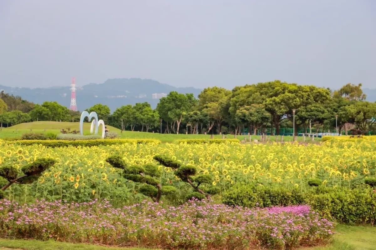 台中初夏最強花海!橘紅金針花、向日葵免費拍,2025最新花況一次看 台中初夏最強花海!橘紅金針花、向日葵免費拍,2025最新花況一次看