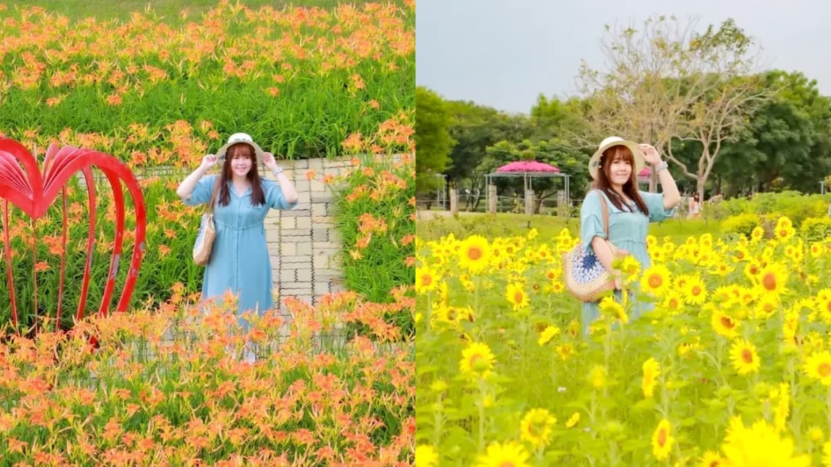 台中初夏最強花海!橘紅金針花、向日葵免費拍,2025最新花況一次看