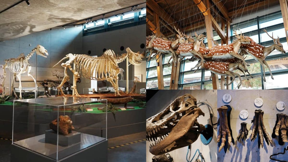 1秒穿越「侏儸紀公園」!台灣唯一「化石主題博物館」,5大展區亮點一次看