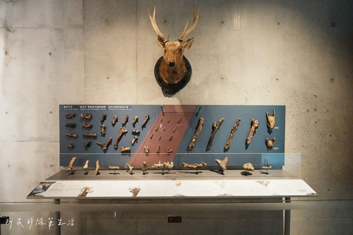 1秒穿越「侏儸紀公園」!台灣唯一「化石主題博物館」,5大展區亮點一次看 1秒穿越「侏儸紀公園」!台灣唯一「化石主題博物館」,5大展區亮點一次看