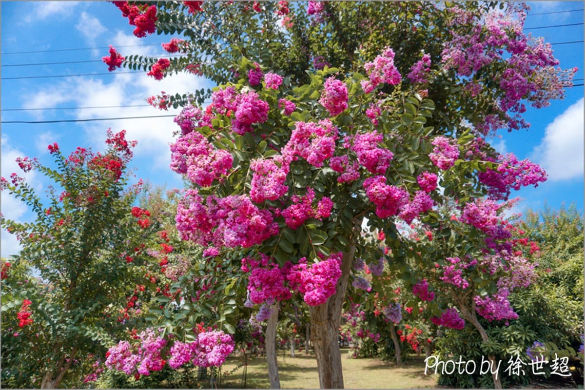 名字同音「端午節」連假免門票!開逛中部最美「百日紅花園」,日式庭園超好拍 門票100元超好拍!夢幻紫薇花園6月起開放,超過700棵百日紅大爆發