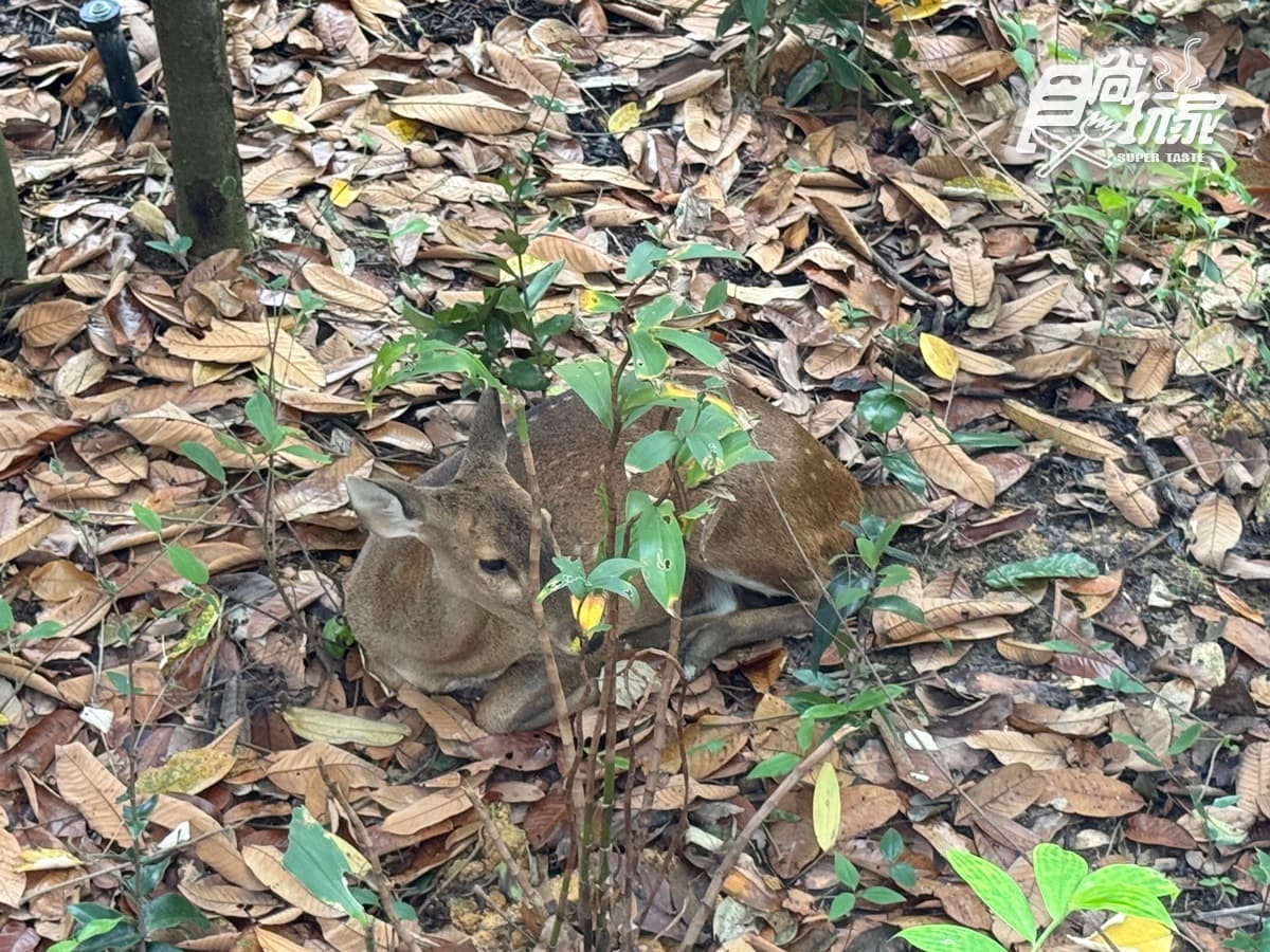亞洲首座「雨林野生探險園」開幕!5大亮點攻略搶看:36種珍稀動物、洞穴探險 亞洲首座「雨林野生探險園」開幕!5大亮點攻略搶看:36種珍稀動物、洞穴探險