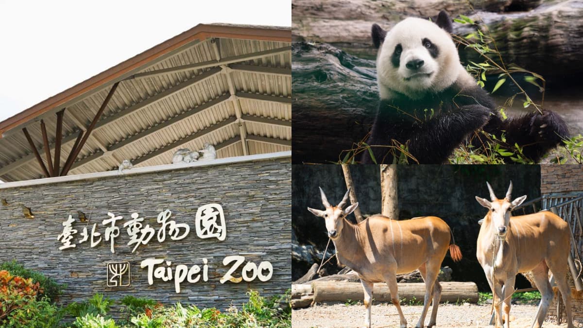 木柵動物園暑假限定「星光票」登場!參觀時間延長到9點,可和動物一起野餐