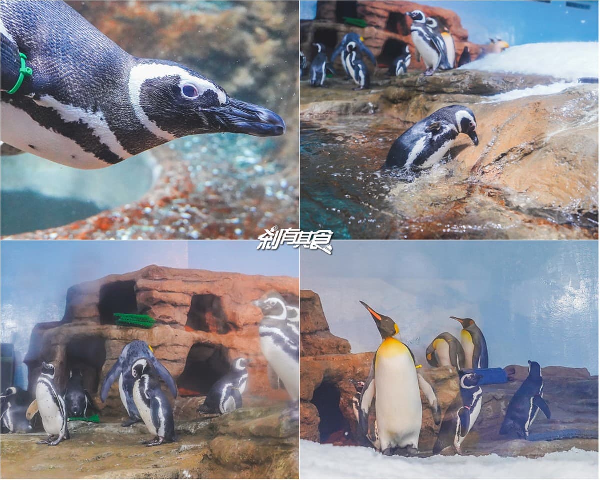 2026 Xpark 桃園水族館全攻略!最新活動、門票優惠、必看亮點、美食推薦 2026 Xpark 桃園水族館全攻略!最新活動、門票優惠、必看亮點、美食推薦