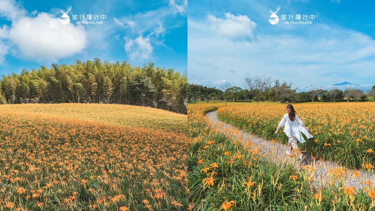 80公頃「黃金花海」免費拍!2025花蓮金針花季開跑,花況、即時影像一次看