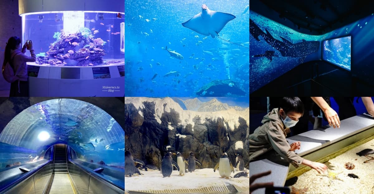 不只Xpark和海生館!全台9座水族館主題特色,解鎖屏東隱藏版水族館