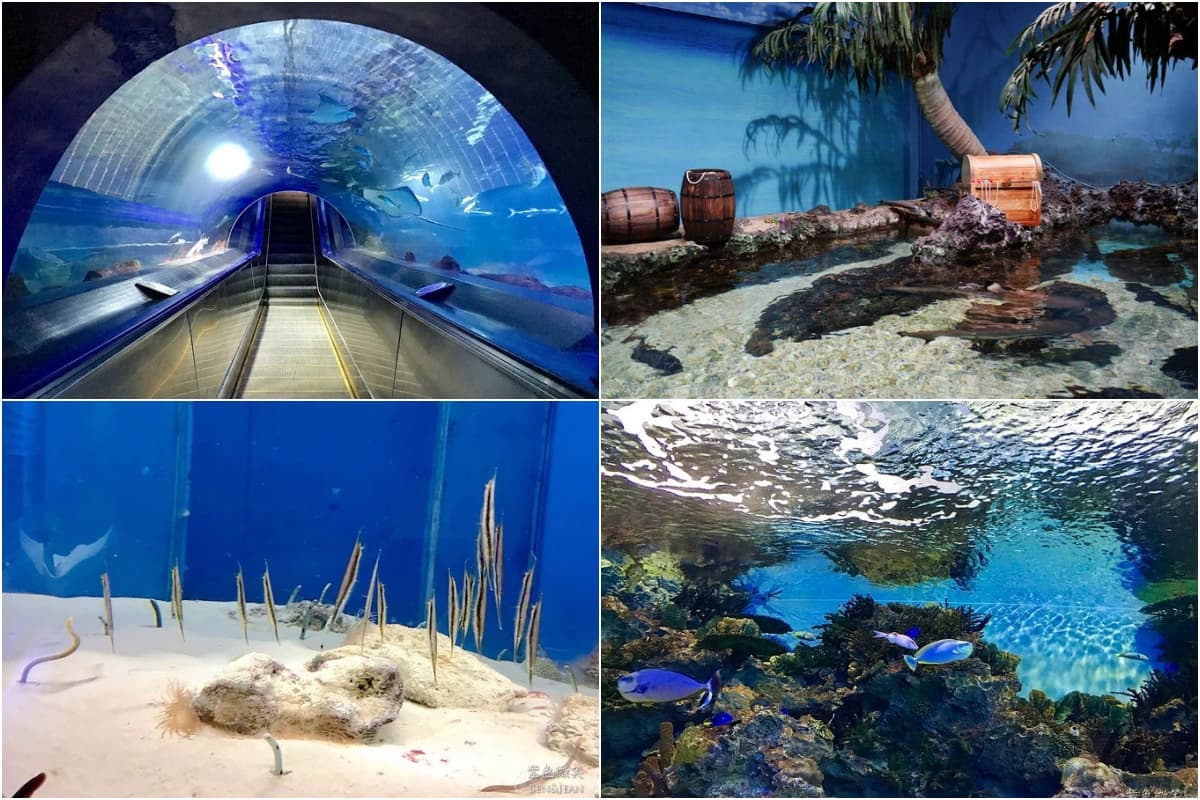 不只Xpark和海生館!全台9座水族館主題特色,解鎖屏東隱藏版水族館 全台水族館推薦:遠雄海洋公園