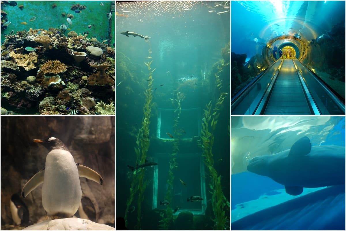 不只Xpark和海生館!全台9座水族館主題特色,解鎖屏東隱藏版水族館 全台水族館推薦:屏東海生館