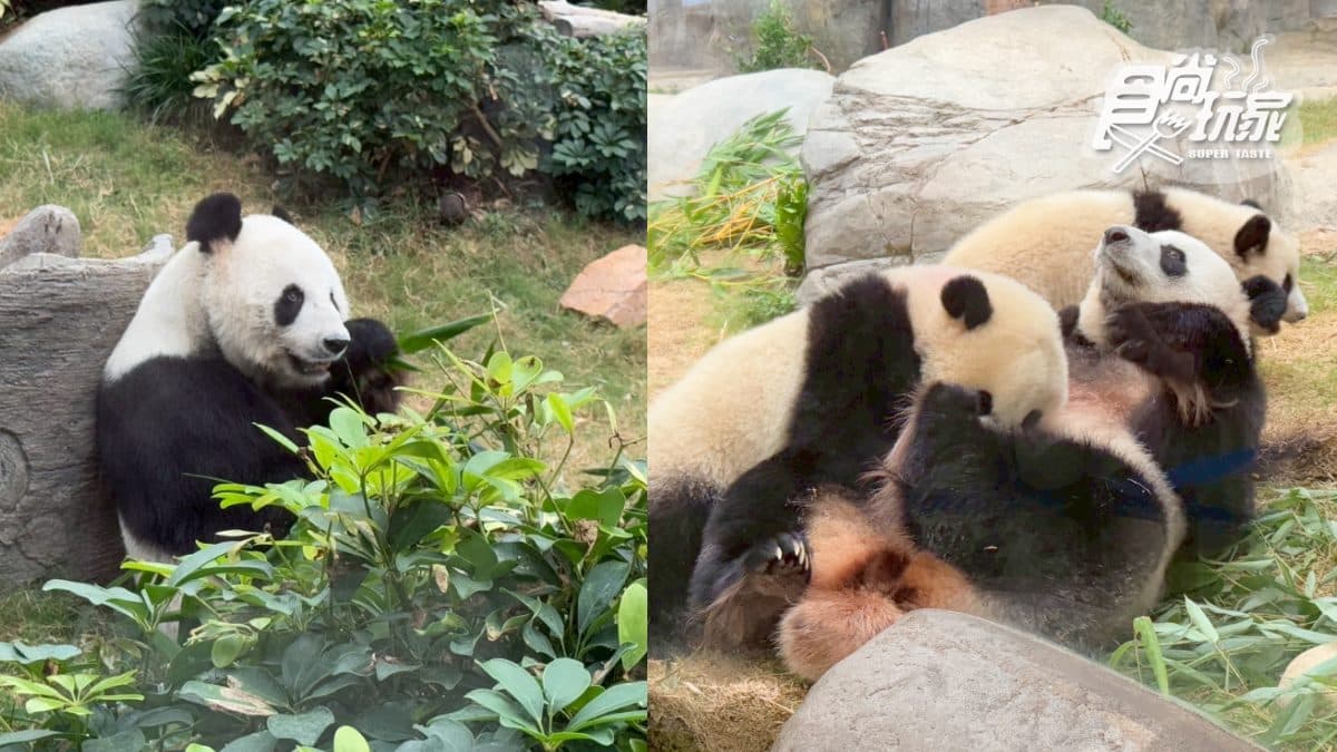 近距離看熊貓!「香港海洋公園」熊貓慶生派對萌翻天,還有超夢幻三麗鷗世界 2026香港海洋公園全攻略!門票優惠、必玩設施一次收,近距離看熊貓+狐獴(中獎公布)