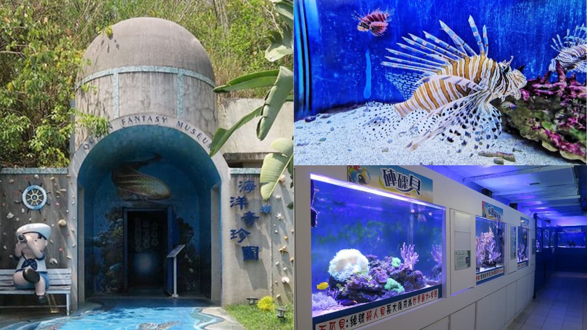 高雄30年「隱藏版水族館」將歇業!展示500種珍稀生物,把握最後機會開逛