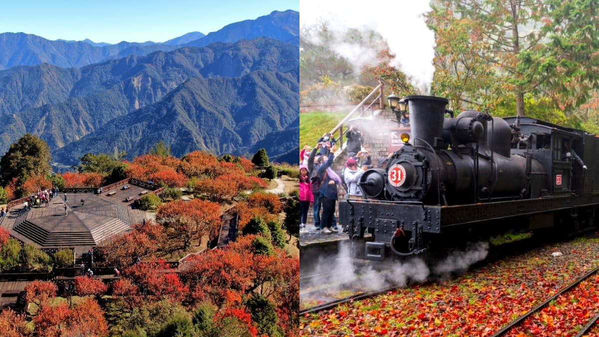 阿里山賞楓列車「這天」開搶!搭百年蒸氣檜木火車看雲海, 遊程內容一次看