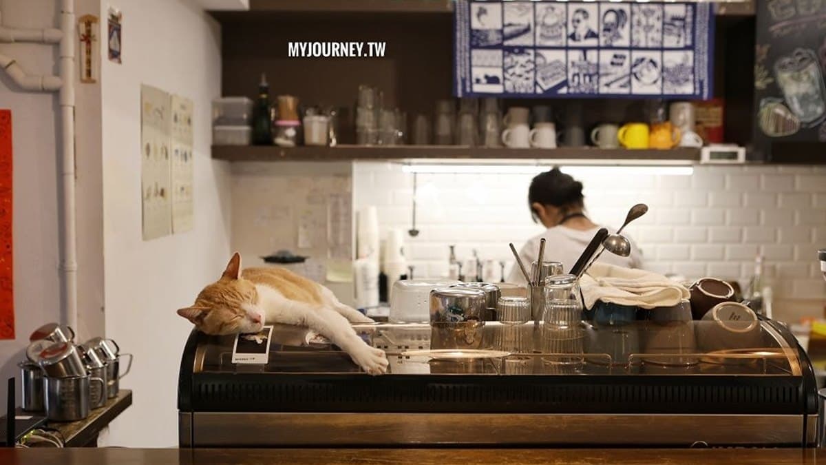 貓圖咖啡 CAT. jpg cafe