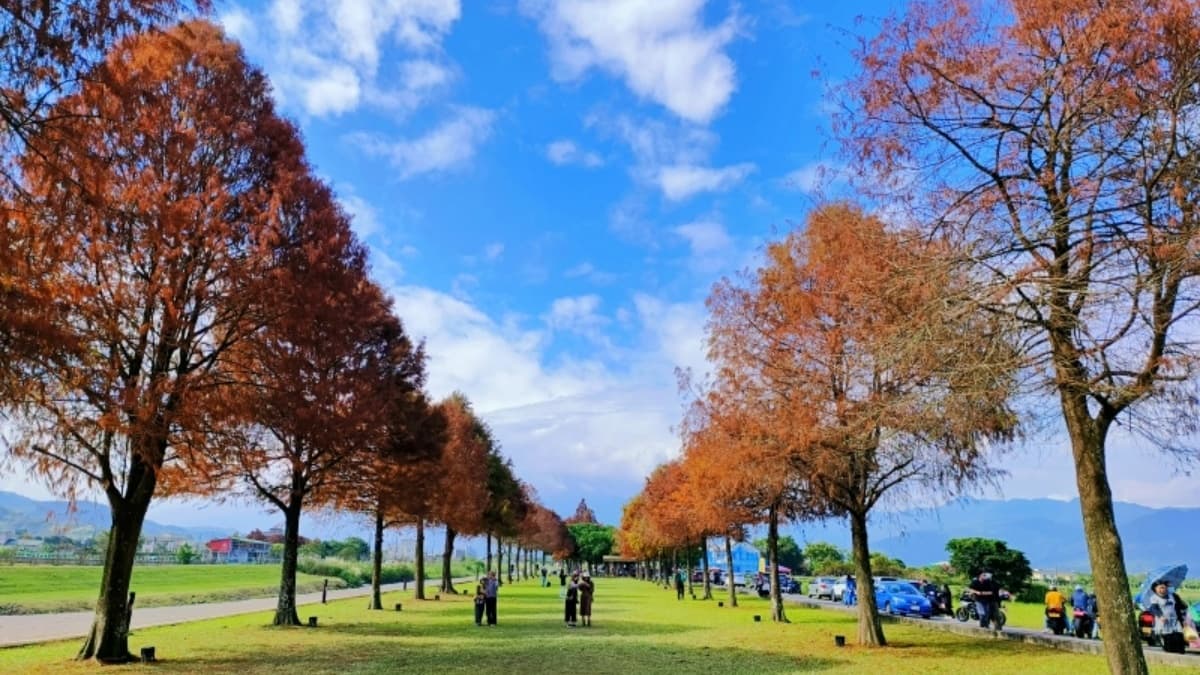 安農溪落羽松 img