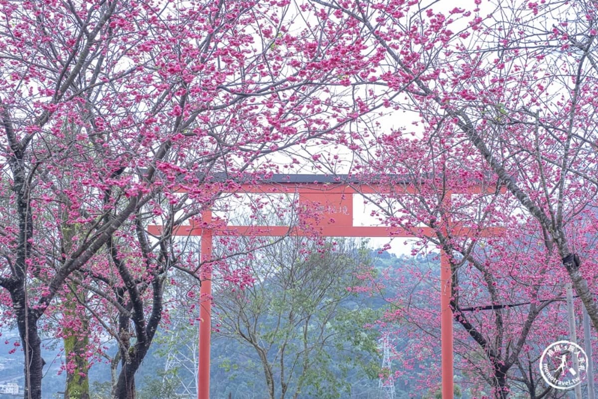 【新開店】月底前免費入園!宜蘭賞櫻祕境露營區,穿浴衣拍鳥居秒飛日本 宜蘭景點:松櫻秘境