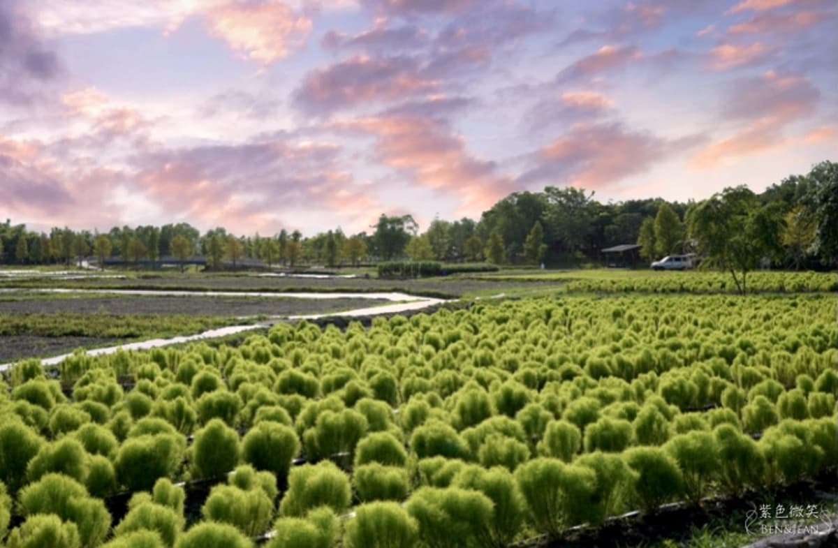 「Q版抹茶海」好療癒啊!3000株波波草現身宜蘭,加碼再拍「稻草捲心酥」 宜蘭景點:冬山火車站