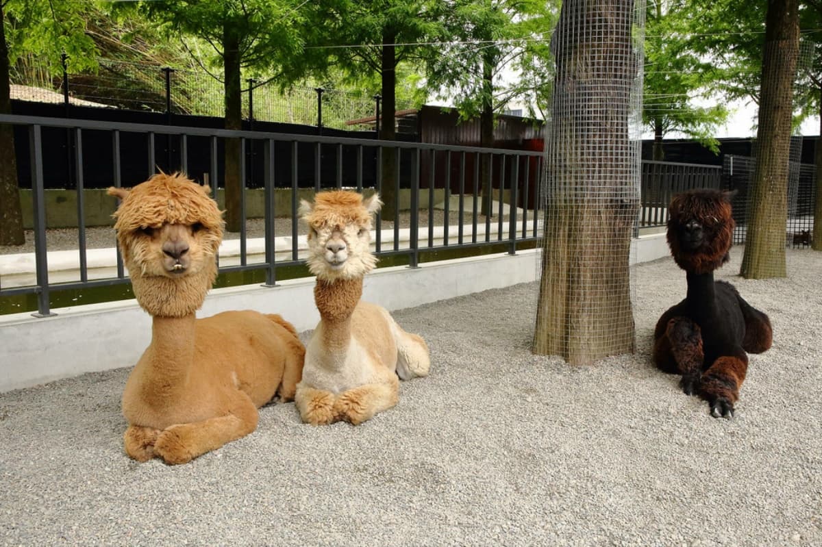 超萌樹懶現身「宜蘭最強農場」!近距離餵食、合照太療癒,還有笑笑羊、水豚 宜蘭景點:張美阿嬤農場