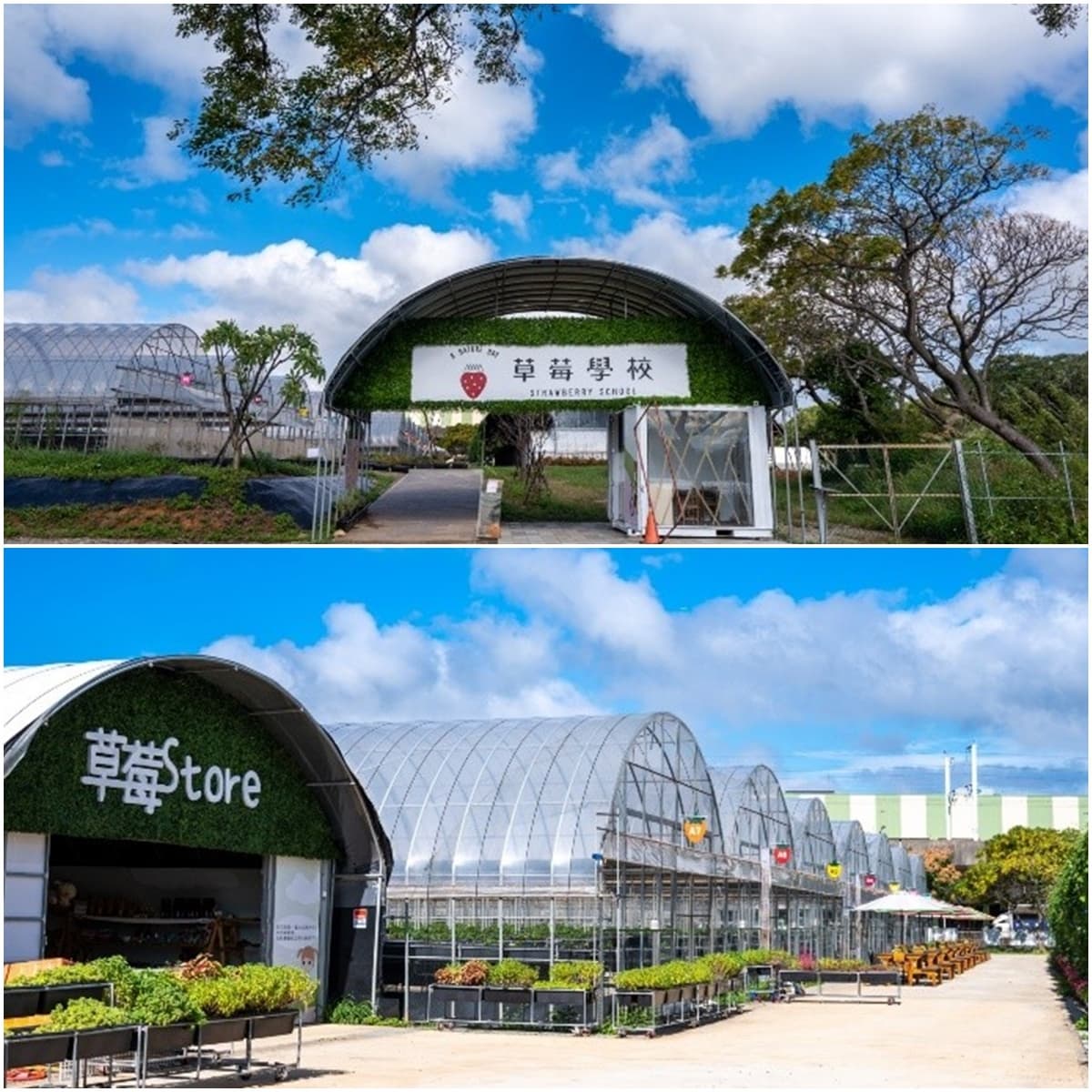 送草莓氣泡飲現省80元!親子必遊12家草莓農場,還可賞落羽松、做糖葫蘆(中獎公布) 送草莓氣泡飲現省80元!親子必遊12家草莓農場,還可賞落羽松、做糖葫蘆(中獎公布)