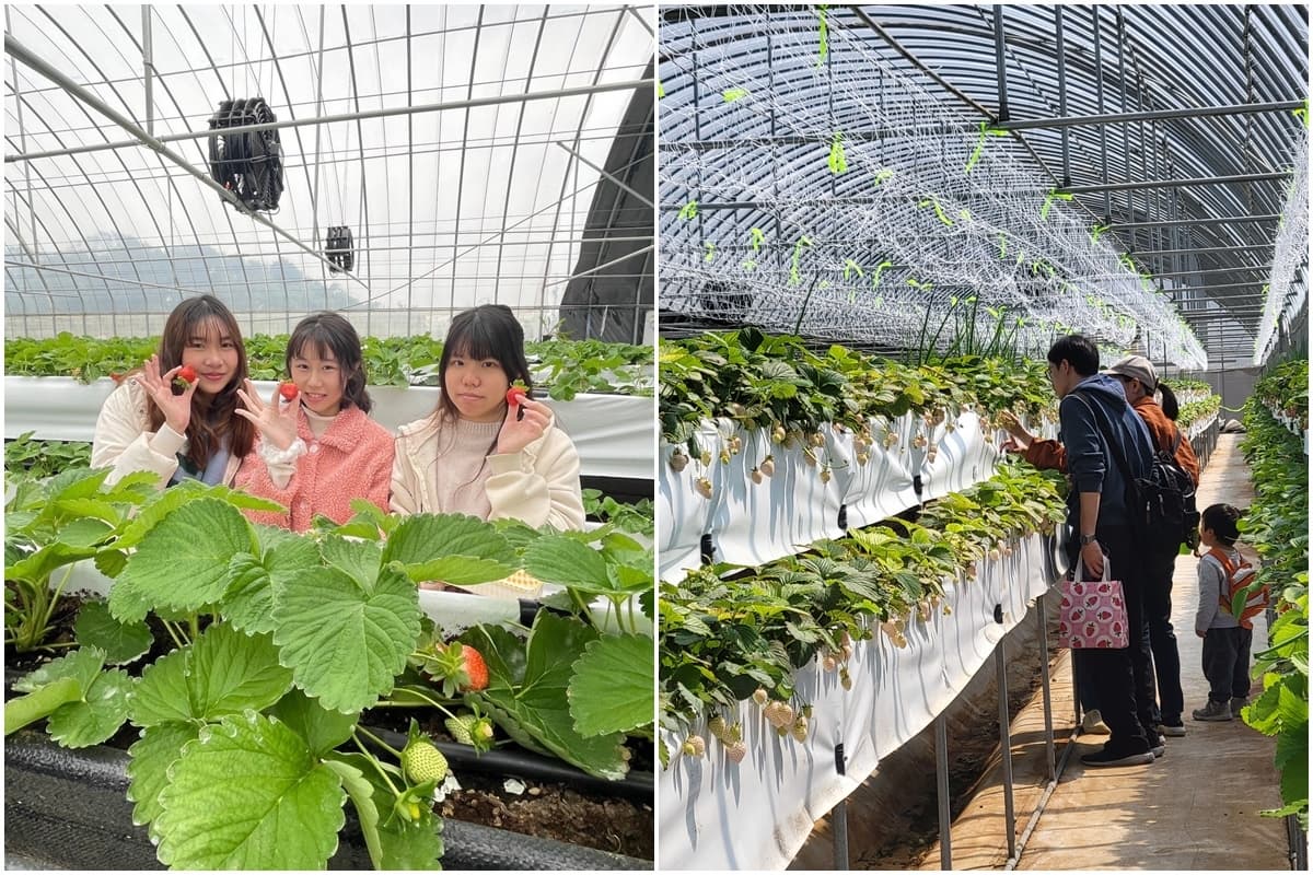 送草莓氣泡飲現省80元!親子必遊12家草莓農場,還可賞落羽松、做糖葫蘆(中獎公布) 送草莓氣泡飲現省80元!親子必遊12家草莓農場,還可賞落羽松、做糖葫蘆(中獎公布)