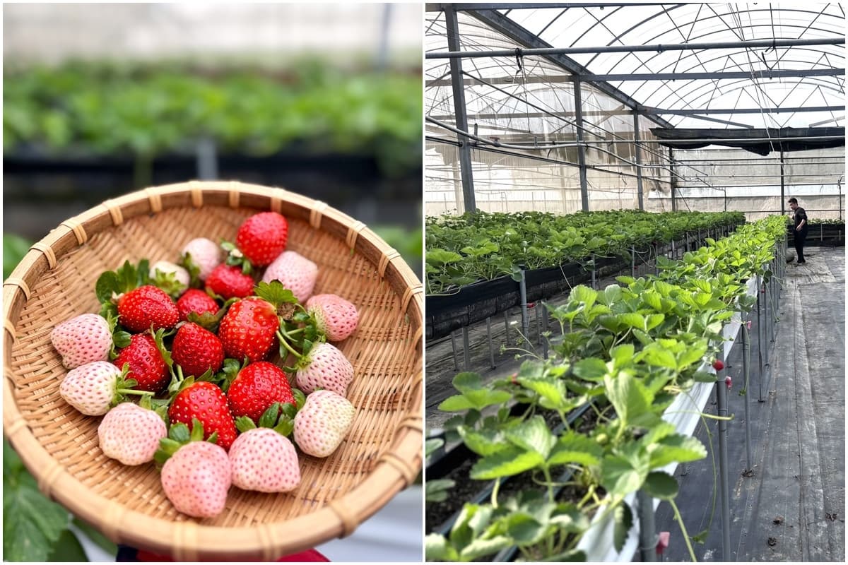 送草莓氣泡飲現省80元!親子必遊12家草莓農場,還可賞落羽松、做糖葫蘆(中獎公布) 送草莓氣泡飲現省80元!親子必遊12家草莓農場,還可賞落羽松、做糖葫蘆(中獎公布)