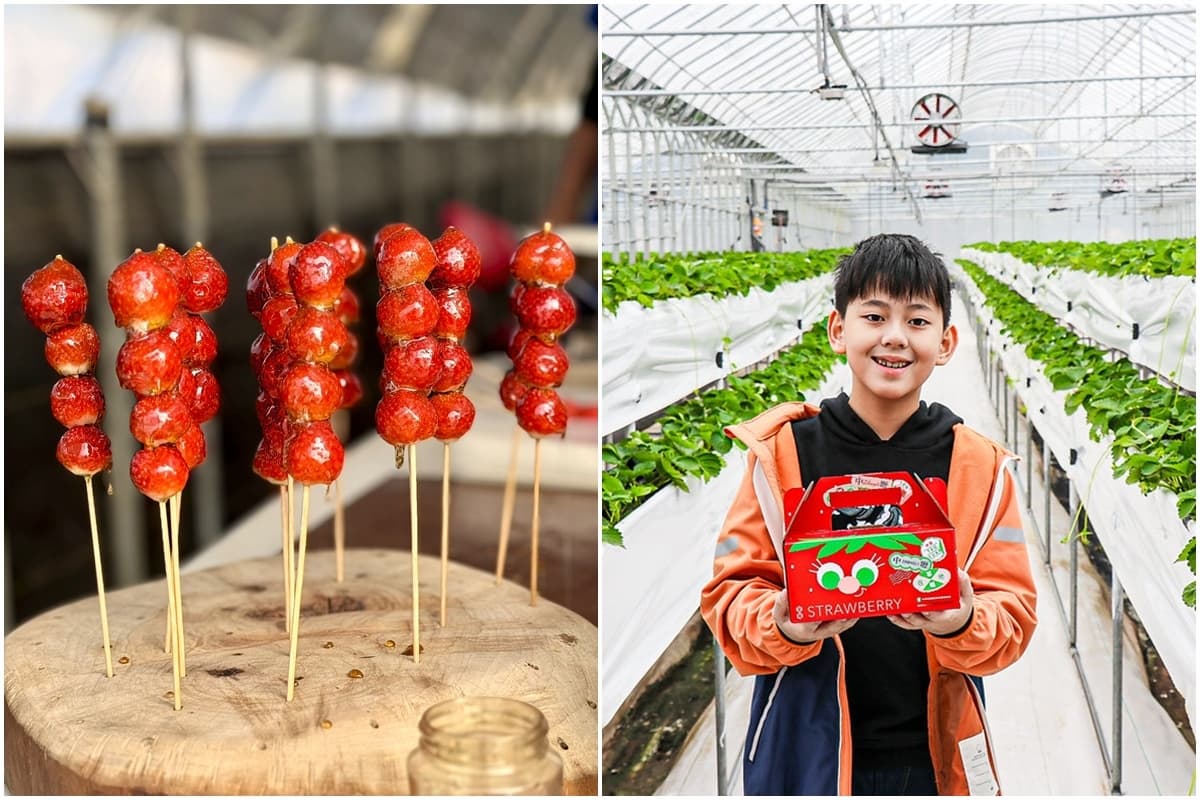 送草莓氣泡飲現省80元!親子必遊12家草莓農場,還可賞落羽松、做糖葫蘆(中獎公布) 送草莓氣泡飲現省80元!親子必遊12家草莓農場,還可賞落羽松、做糖葫蘆(中獎公布)
