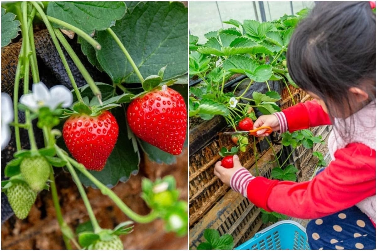 送草莓氣泡飲現省80元!親子必遊12家草莓農場,還可賞落羽松、做糖葫蘆(中獎公布) 送草莓氣泡飲現省80元!親子必遊12家草莓農場,還可賞落羽松、做糖葫蘆(中獎公布)
